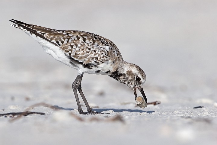 Kiebitzregenpfeifer Pluvialis squatarola Grey Plover 